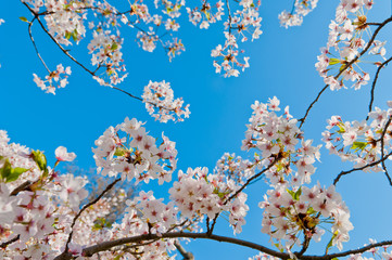 Cherry blossom, Prunus serrulata, full bloom, sakura
