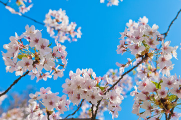 Cherry blossom, Prunus serrulata, full bloom, sakura