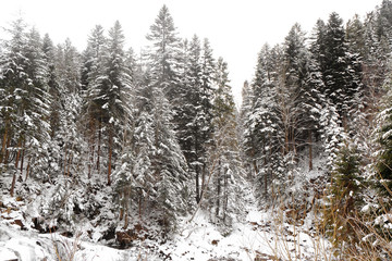 Beautiful landscape with forest at resort on winter day