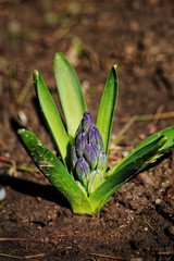 Hyacinth growing at the flower garden/ in nature, Macro, close up