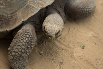 Obraz premium Galapagos-Riesenschildkröte