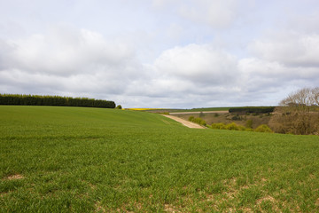 agricultural landscape with wheat crop