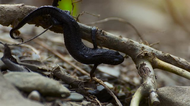 newt (juvenile terrestrial triturus) hanging from a branch and slowly moving between leaves
