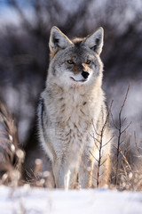 Coyote On the Prairies in Winter