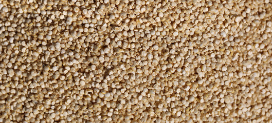 background of quinoa seeds for sale