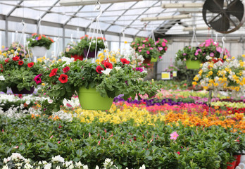interior of a large greenhouse with sale of plants and flowers