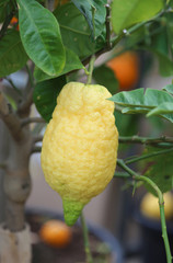 lemon yellow in the farm that cultivates plants with organic met