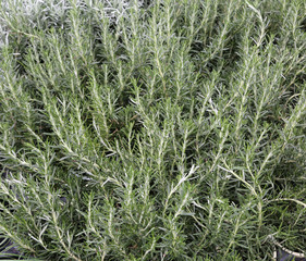 leaves of rosemary for sale in the grocery store.