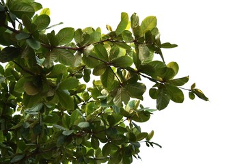  Detail of tree isolated on white background