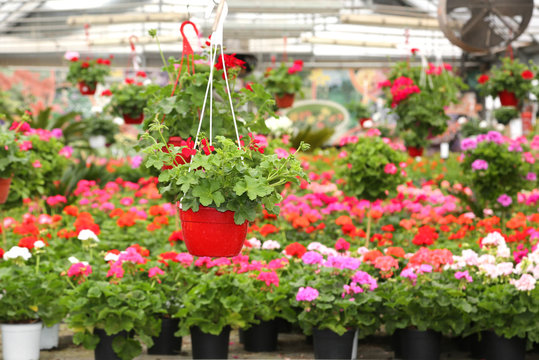 Pot with geraniums for sale in the  greenhouse in the spring