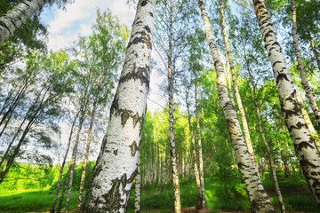 Fototapeta premium summer in sunny birch forest