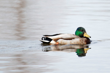 Obraz premium A mallard duck in a pond