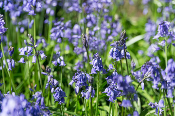 Bluebell wood in Leicester at springtime