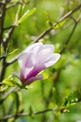 Fototapeta na wymiar Pink Magnolia Bloom