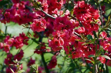 Spring Tree Blossom