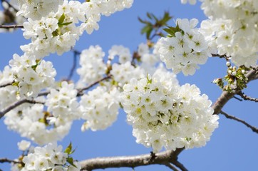 Spring Tree Blossom