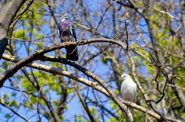 Pair Of Doves in Love