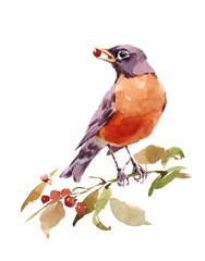 Watercolor Bird American Robin On The Branch With Berries Hand Painted Illustration Isolated on white background - 145030928