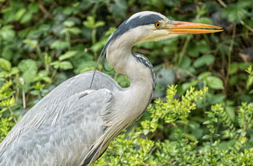 Fischreiher