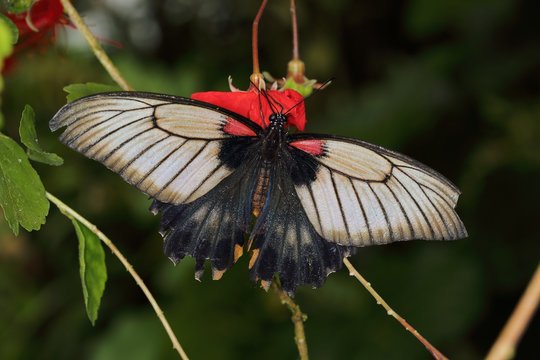 Great Yellow Mormon butterfly (Asian swallowtail) (Papilio lowi) on the flower of hibiscus (Hibiscus grandidieri).