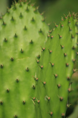 Cactus texture closeup