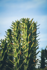 Cactus texture closeup with blue sky in background