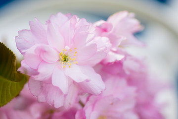 Pink flower petals with center focus blur background