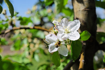 Apple tree flower and honey bee