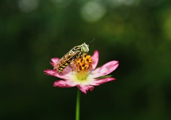 bee in the single flower