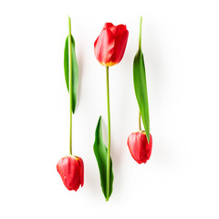 Fototapeta premium Red tulip flowers