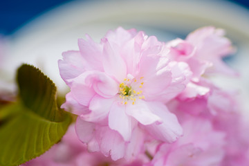 Naklejka na ściany i meble Tree cherry blossom pink flowers