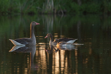 Gęsia rodzina © Magorzata