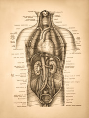 アンティークの人体解剖図