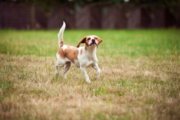A Beagle Dog