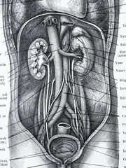 アンティークの人体解剖図