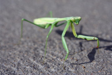 Praying Mantis green on concrete