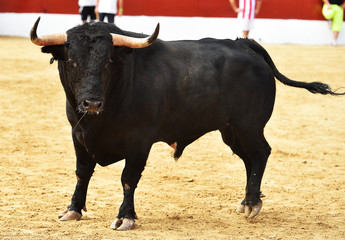 bull