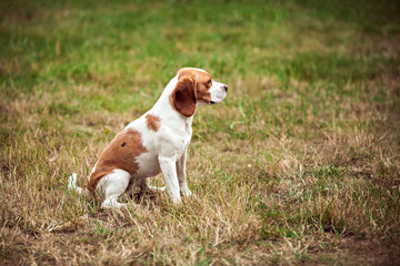 Naklejka na ściany i meble A Cute Beagle Dog In The Nature