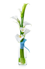 Bouquet of white calla lilies in glass vase