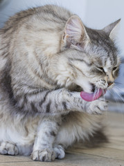 silver female cat in the garden, siberian breed