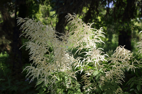 Blooming white meadowsweet or dropwort in the summer at the edge of the forest. Filipendula ulmaria. Doovi