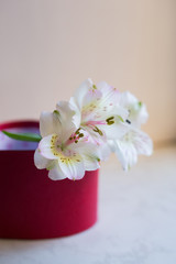 Beautiful tender bouquet of Alstroemeria in red box