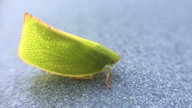 Green Planthopper