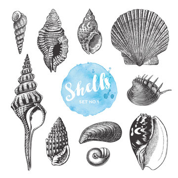 summer, beach and ocean vector design elements: collection of hand drawn sea shells - set 1