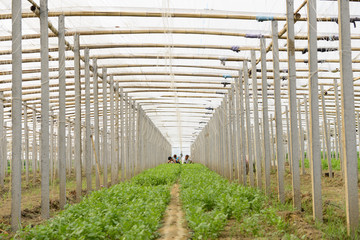 greenhouses