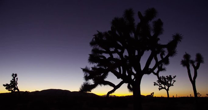 Time lapse of Joshua Trees in silhouette at Joshua Tree National Park. 
