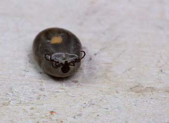 Dermacentor andersoni, wood tick the American dog tick close up.