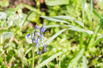 Blue bells