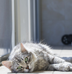 silver female cat in the garden, siberian breed