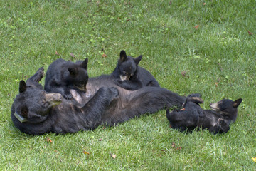 Naklejka premium Black Bear Nursing Three Young Cubs